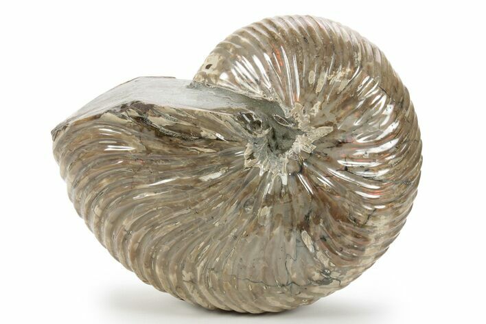 Cretaceous-Aged, Fossil Nautilus - Red Iridescence #229513